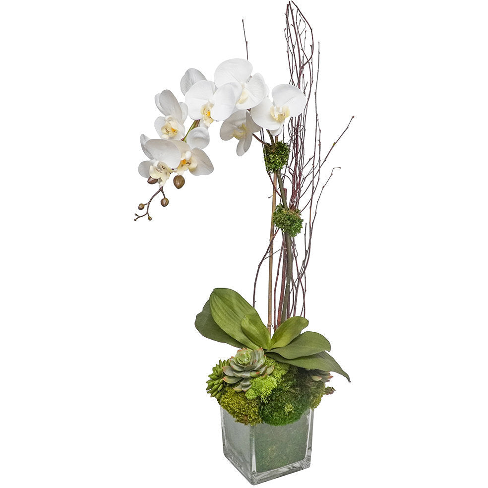 Image is currently unavailable.